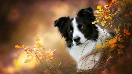 Border Collie wallpaper