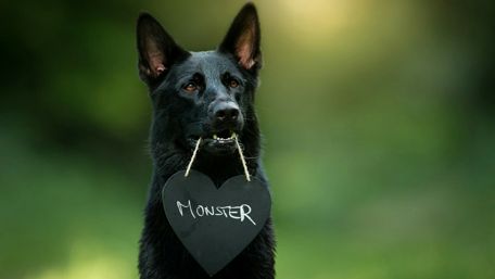 Black Australian Kelpie dog wallpaper