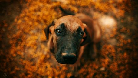 Charming Rhodesian Ridgeback Amidst Autumn Leaves wallpaper