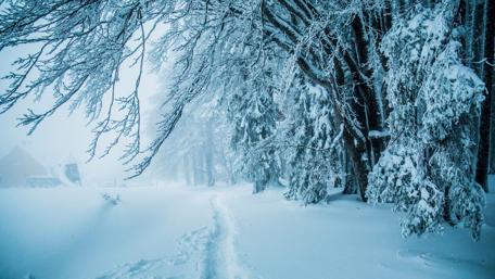 Path in the snow wallpaper