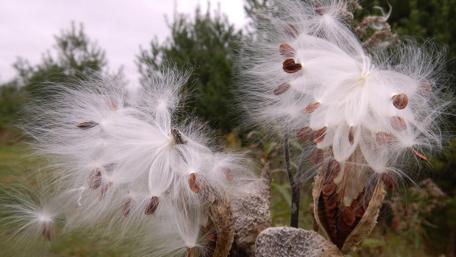 milkweed wallpaper