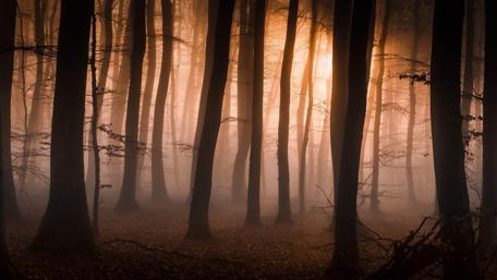 Foggy forest wallpaper