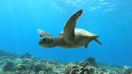 Turtle Near-Miss wallpaper