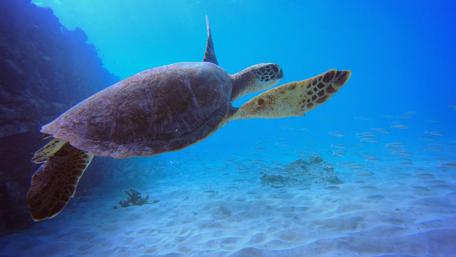 Talk to the Flipper, Buddy wallpaper
