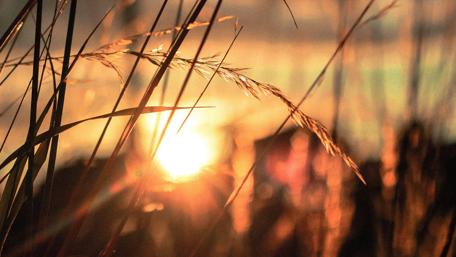 Sunset among the grasses wallpaper