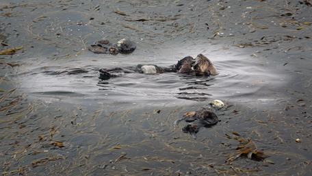 What Otter time is there wallpaper