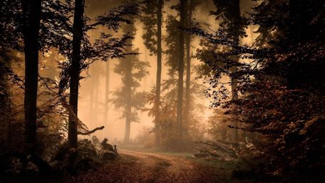 Autumn mist in the forest wallpaper