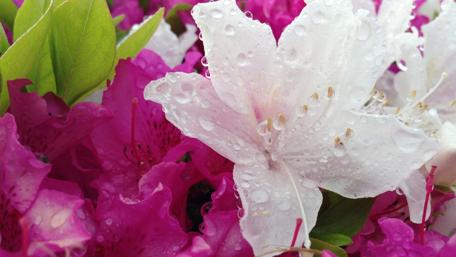 Flower wallpaper