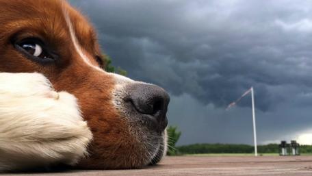 Huge dog wallpaper