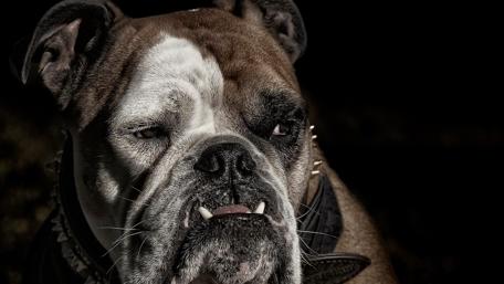 Olde English Bulldogge wallpaper