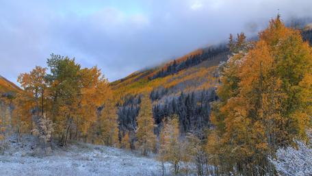 First snowfall on the forest wallpaper