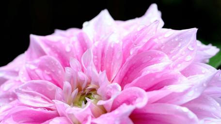 Radiant Pink Blossom in Nature's Embrace wallpaper