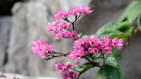 Pink Blossoms Amongst Nature's Beauty wallpaper