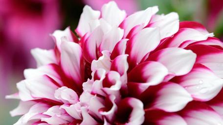 Vibrant Dahlia Blossom in Full Bloom wallpaper