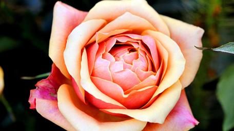 Blossoming Beauty of a Peach Rose wallpaper