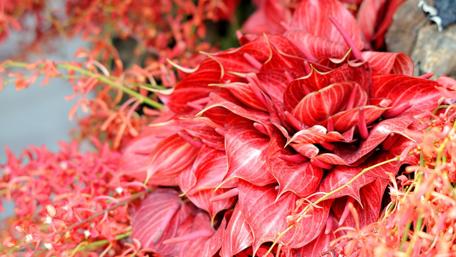 Vibrant Red Blossoms in Full Bloom wallpaper