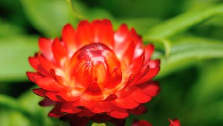 Vibrant Red Flower Macro Photography wallpaper
