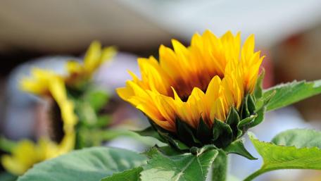 Vibrant Sunflower Bloom in Close-Up View wallpaper