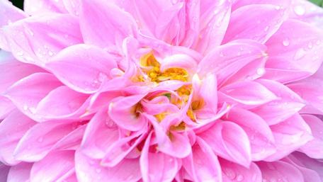 Delicate Pink Blossom Unveiling Nature's Elegance wallpaper