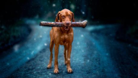Vizsla dog wallpaper