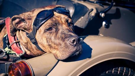 Amstaff dog in the car wallpaper