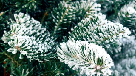 Frosty christmas tree wallpaper