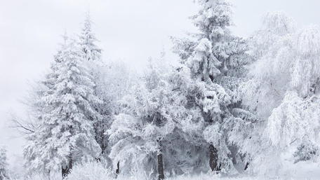 Frozen forest ❄️ wallpaper