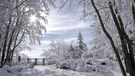 Snowy winter wallpaper