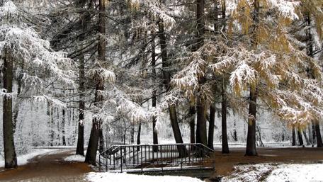 Winter in the park wallpaper