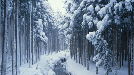 Snowy fir forest wallpaper