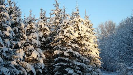 Winter Wonderland of Snowy Spruces wallpaper