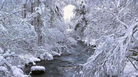 Runnel in the snowy forest wallpaper