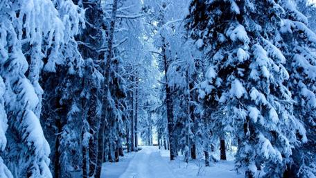 Winter path wallpaper
