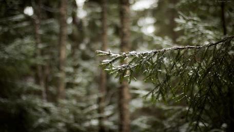 Winter Serenity in the Spruce Forest wallpaper