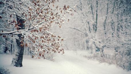 Snowy forest road wallpaper
