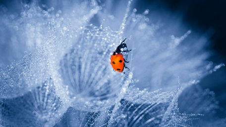 Ladybird wallpaper