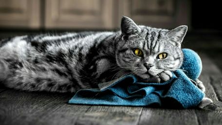 Cat on the floor wallpaper