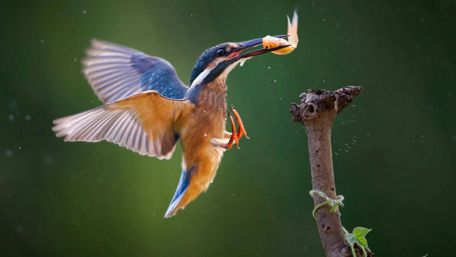 Kingfisher wallpaper