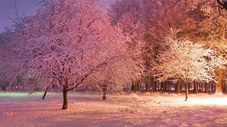 Hoarfrost forest wallpaper