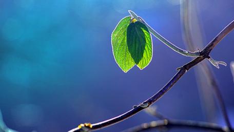 Leaf on a twig wallpaper