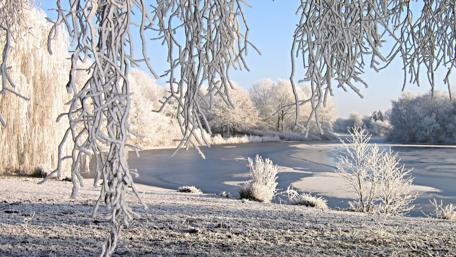 Frozen willow wallpaper