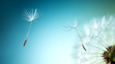 Flying dandelion seeds wallpaper