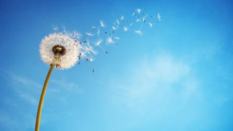 Dandelion wallpaper