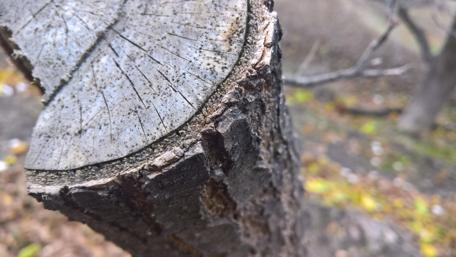 Majestic Tree Trunk in Nature's Embrace wallpaper