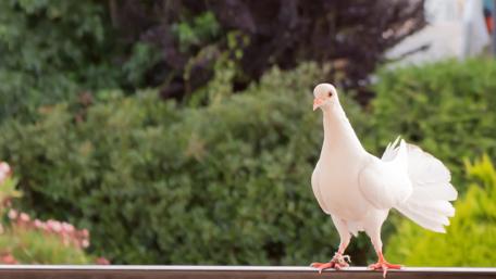 Wedding dove wallpaper