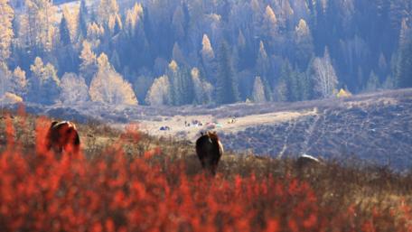 Hemu Grasslands, Burqin County, China wallpaper