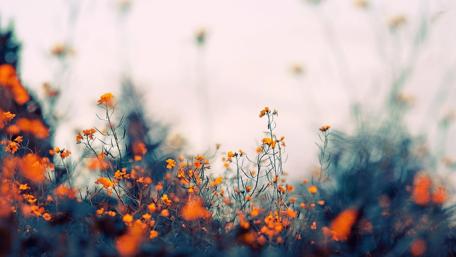 Yellow flower wallpaper