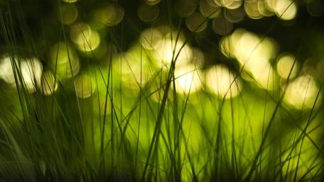 Green grass with bokeh lights wallpaper