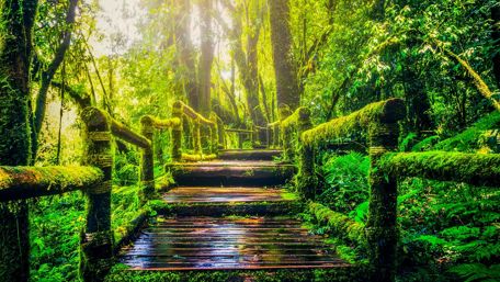 Walking path in the forest wallpaper