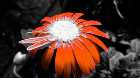 Vibrant Red Flower Against a Monochrome Background wallpaper